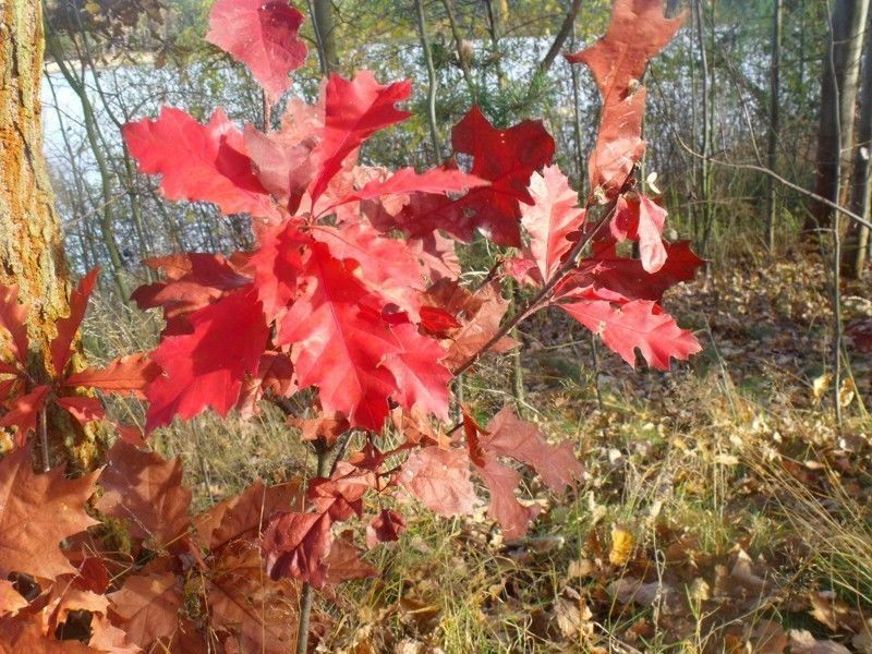 10 Red Oak Trees 12ft Tall Quercus Rubra Hedging Plants, Bright Autumn