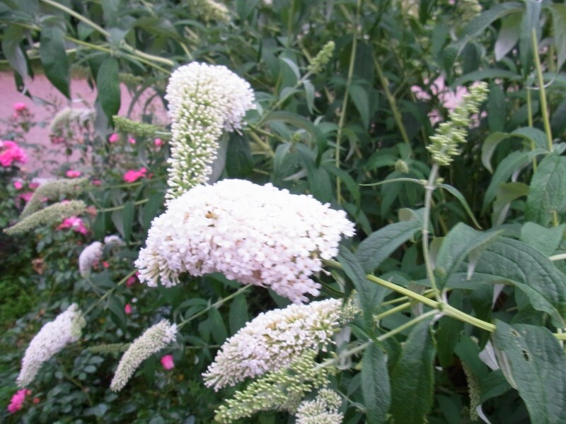 Sommerflieder  Buddleja Schmetterligsstrauch Peace 60-100 cm 3 L Topf