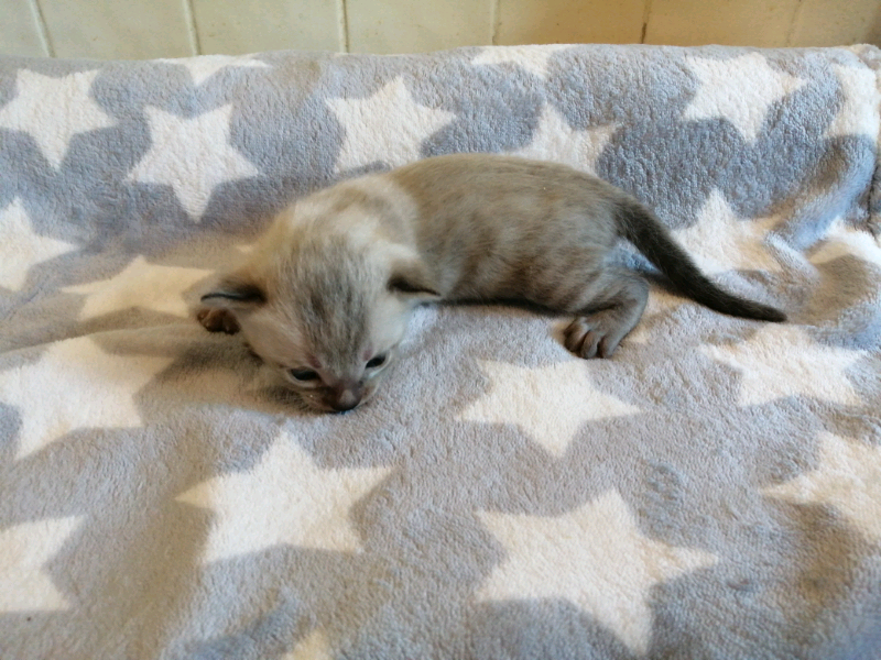Bengal kittens TICA reg | in Griffithstown, Torfaen | Gumtree