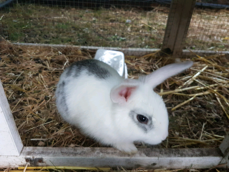 Rabbits for sale in Attleborough, Norfolk Gumtree
