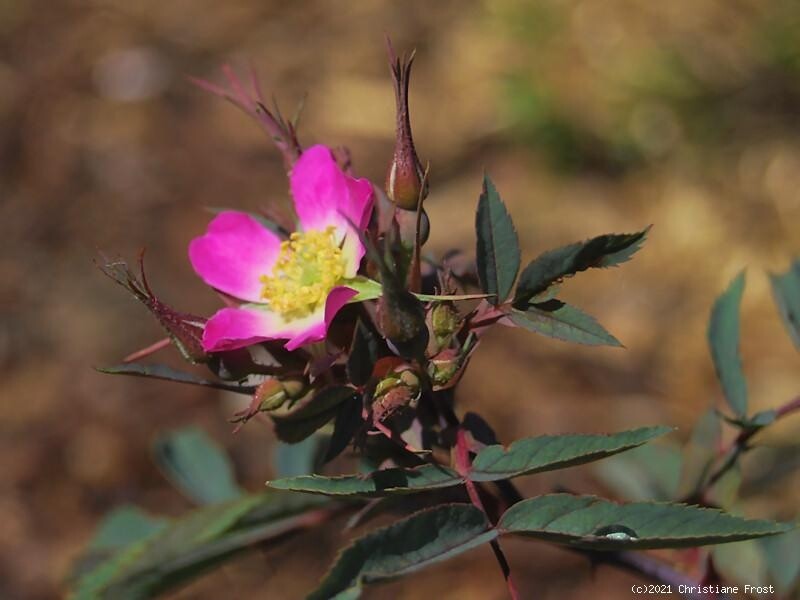 Blaue Hechtrose - Rosa Glauca - Wildrose - Wurzelware