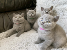 Blue british shorthair kittens 