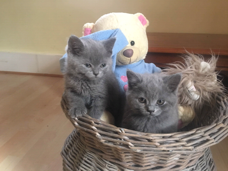 British Shorthair Kittens For Sale In Redbridge London Gumtree