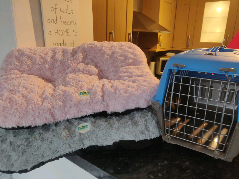Cat Kitten Bundle In Stewarton East Ayrshire Gumtree