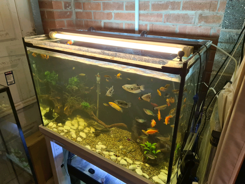 Open Top 300320L Fish Tank in St Anns, Nottinghamshire Gumtree