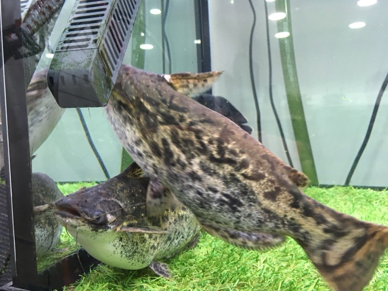 Pair of Columbian Driftwood Catfish (Woodcats) in Fareham, Hampshire