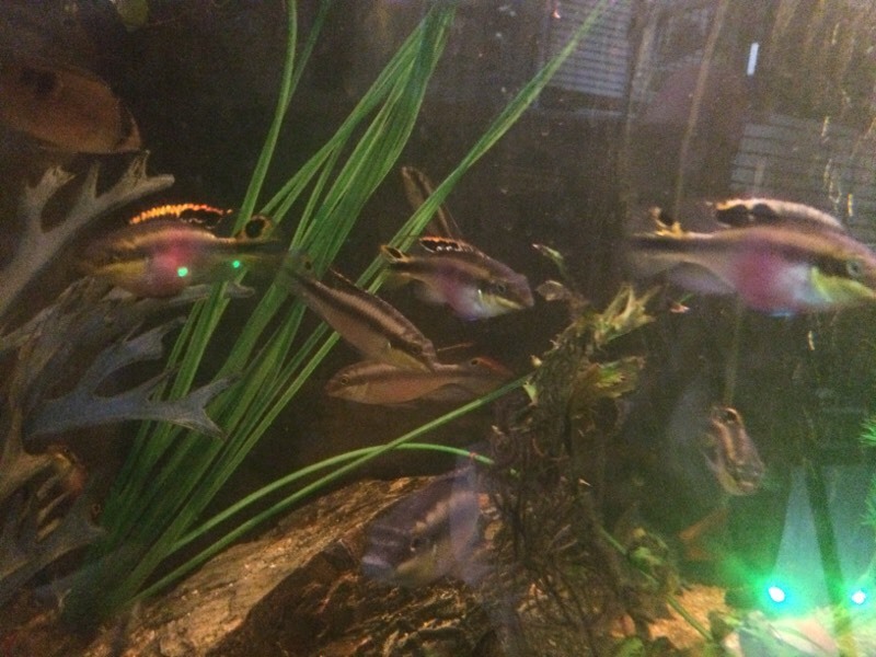 kribensis cichlid 5 a pair in St George Bristol Gumtree