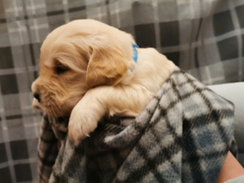 Golden Retriever In Scotland Dogs Puppies For Sale Gumtree