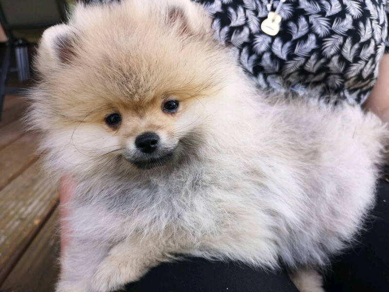 Pomeranian puppies for sale in Crawley, West Sussex