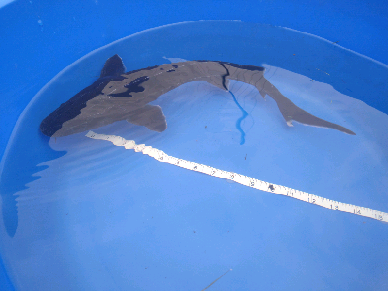 Sturgeon for sale in UK 75 secondhand Sturgeons