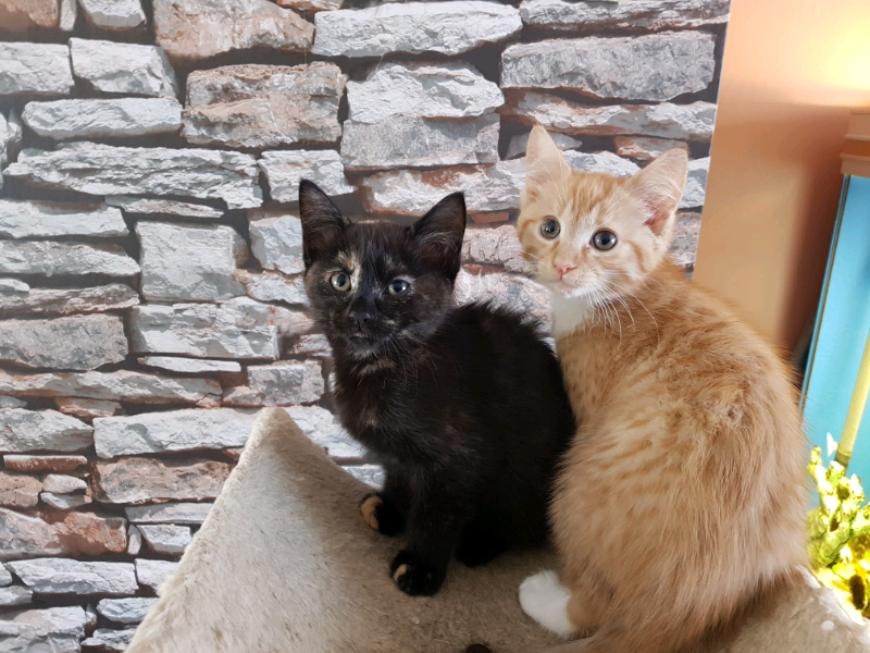 Kittens for sale in Aberdeen Gumtree