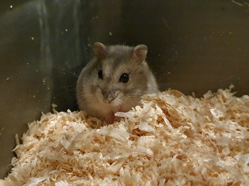 Grey Russian Dwarf Hamster + Cage & Accessories. in Perth, Perth and