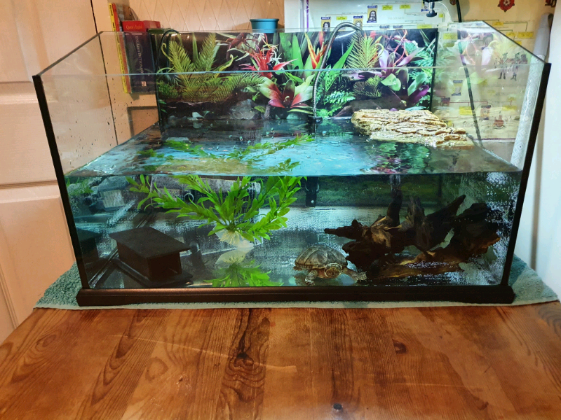 2ft tropical turtle fish tank aquarium in Nottingham, Nottinghamshire