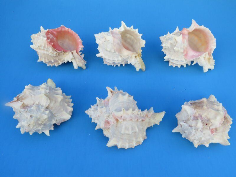 Lot of 2 Large Pink Mouth Murex Shells 3.5
