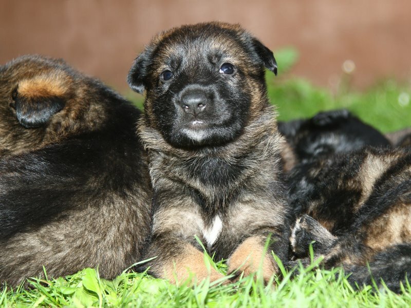Litter of German Shepherd Puppies Ready Mid August! in Wigston