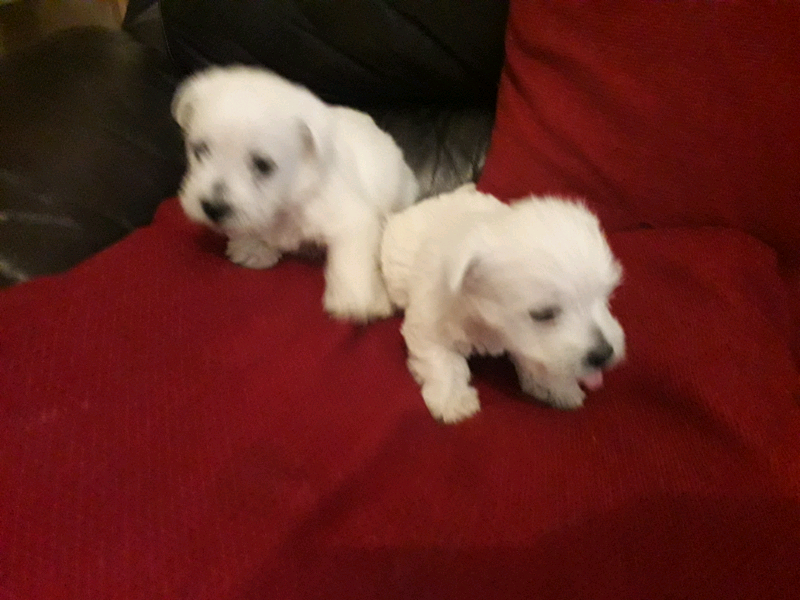 Westie puppy for sale | in Skewen, Neath Port Talbot | Gumtree