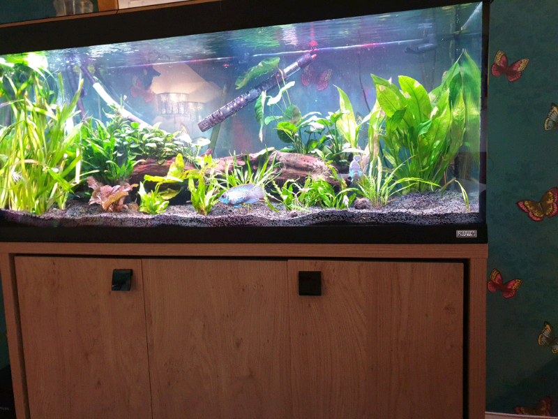 fluval roma 240l fish tank aquarium with beech stand and external filt