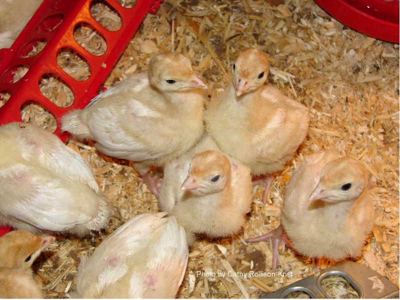 Day old white turkey chicks in Cricklade, Wiltshire Gumtree