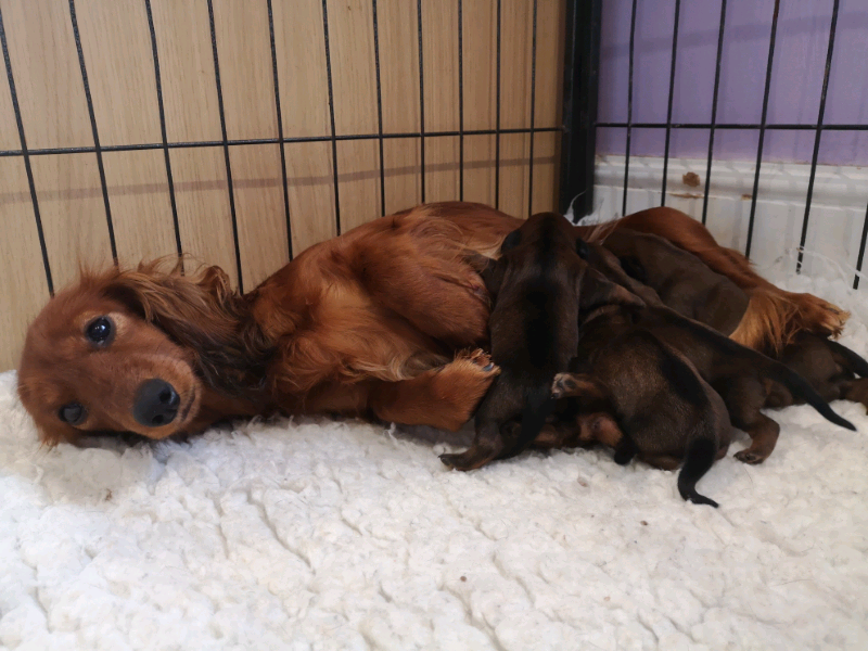 Miniature Dachshunds Available In Longtown Cumbria Gumtree