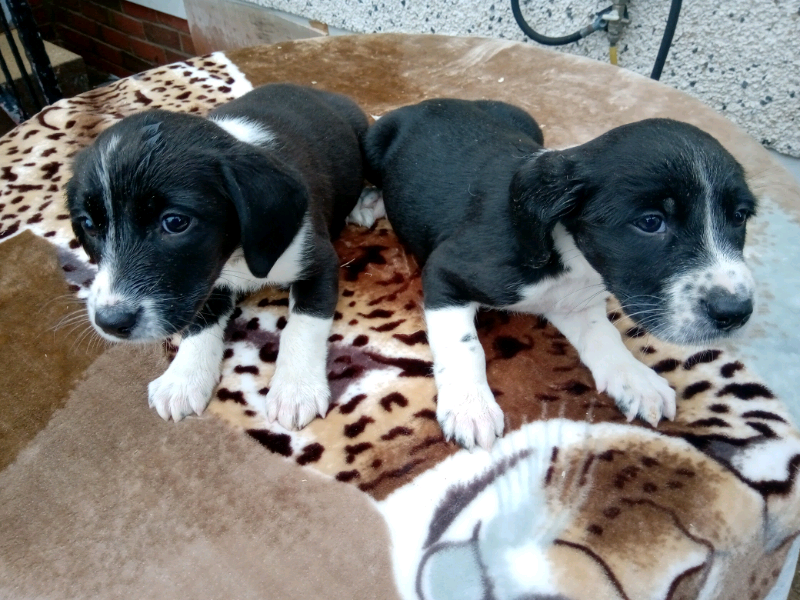 Beautiful Springador puppy's for sale in Dungannon, County Tyrone