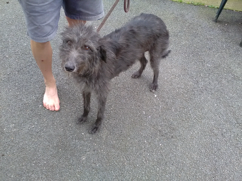 Lurcher Puppies For Sale In Clay Cross Derbyshire Gumtree