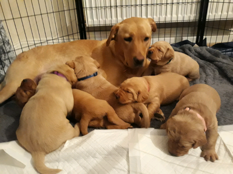 ALL SOLD Fox red labrador puppies in Gloucester, Gloucestershire