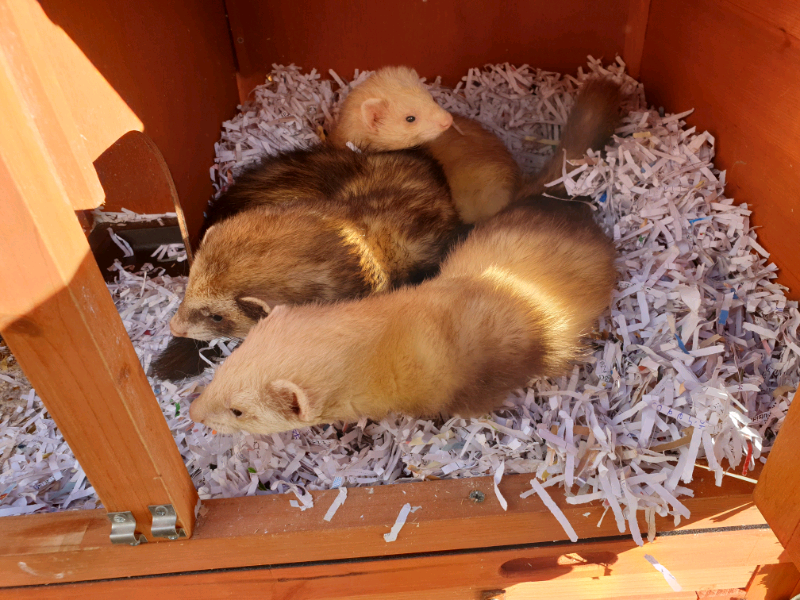 3 ferrets and hutch in Morley, West Yorkshire Gumtree
