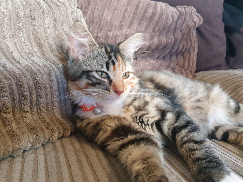 6 month old boy kitten for sale in Redditch, Worcestershire Gumtree