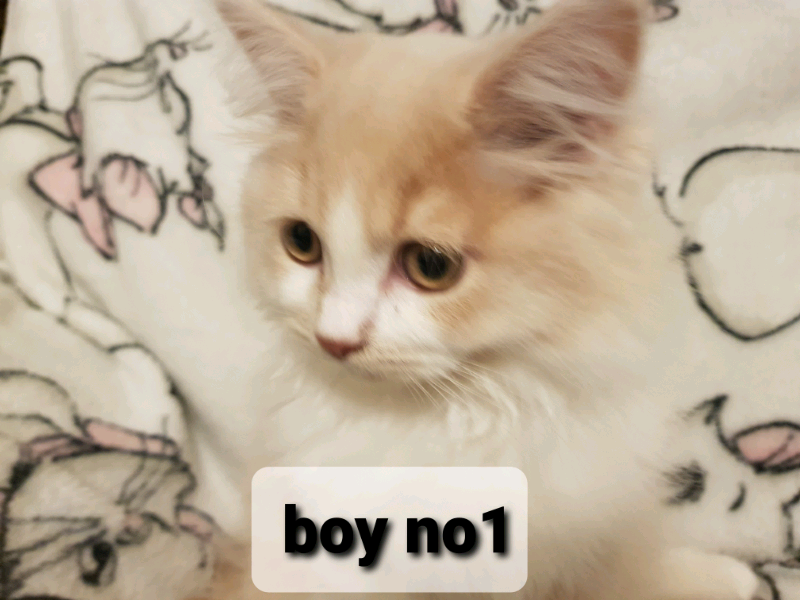 45 HQ Photos British Longhair Kittens California / 2 beautiful british longhair kittens** READY NOW** | in ...