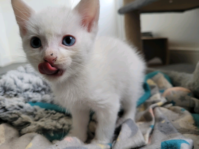 Baby Kittens For Sale in Tooting Broadway, London Gumtree