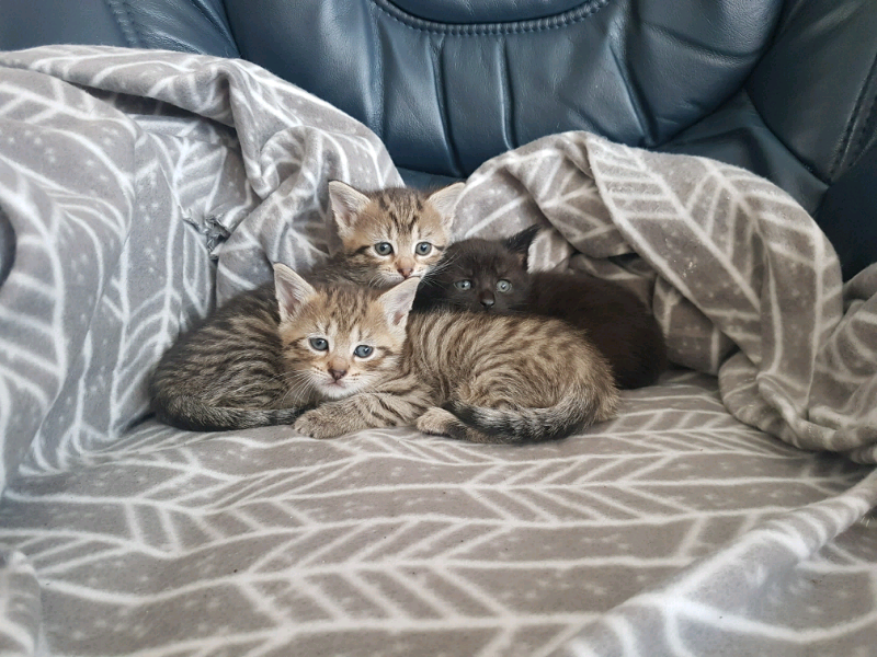 kittens for sale only black one available now in Rosyth, Fife Gumtree