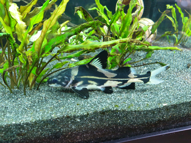Tropical fish for sale catfish harlequin Raphael angelfish featherfin