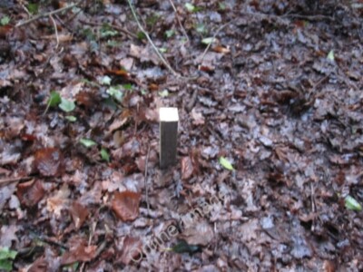Photo 6x4 Two posts have been put in the Holly Path at Home Covert Woods  c2011