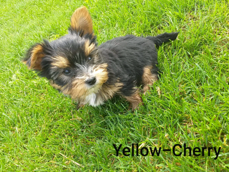 Mini yorkshire terrier puppy in Walsall, West Midlands Gumtree