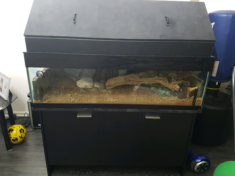 Lizard Tank for sale in UK 66 secondhand Lizard Tanks