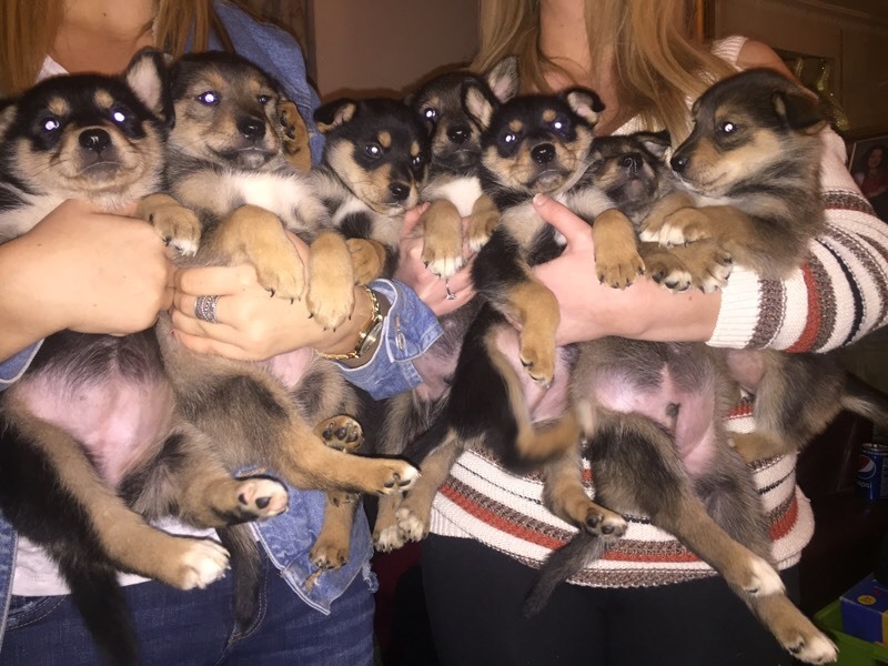 6 Rottsky puppies for sale. Rottweiler/Husky in Newport Gumtree