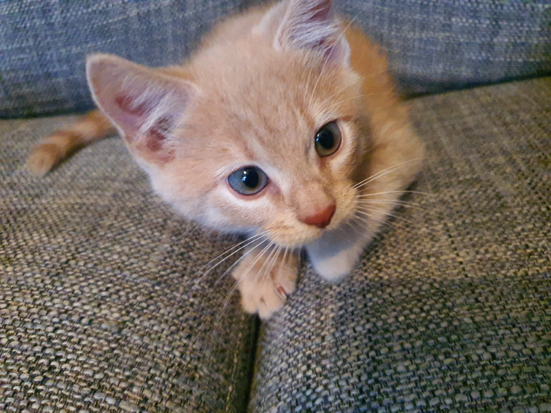 Cute ginger kittens for sale in Holloway, London Gumtree