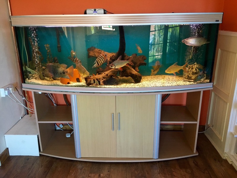 6ft fish tank bow front in Griffithstown, Torfaen Gumtree