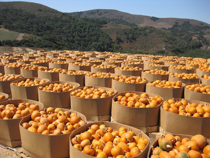 1,200,000 Heirloom Seed  Preppers Doomsday, Survivalist Bucket, NON-GMO,