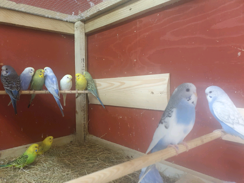 Young Budies For Sale In Carrickfergus County Antrim Gumtree