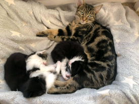 Cats for sale in Norwich, Norfolk - Gumtree