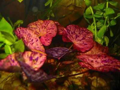 tiger lotus red nenuphar nymphea lotus rouge tigré demaré plante aquarium discus
