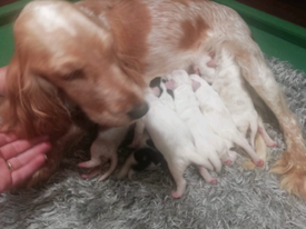 Kc Registered Bullmastiff Puppies In South East London London