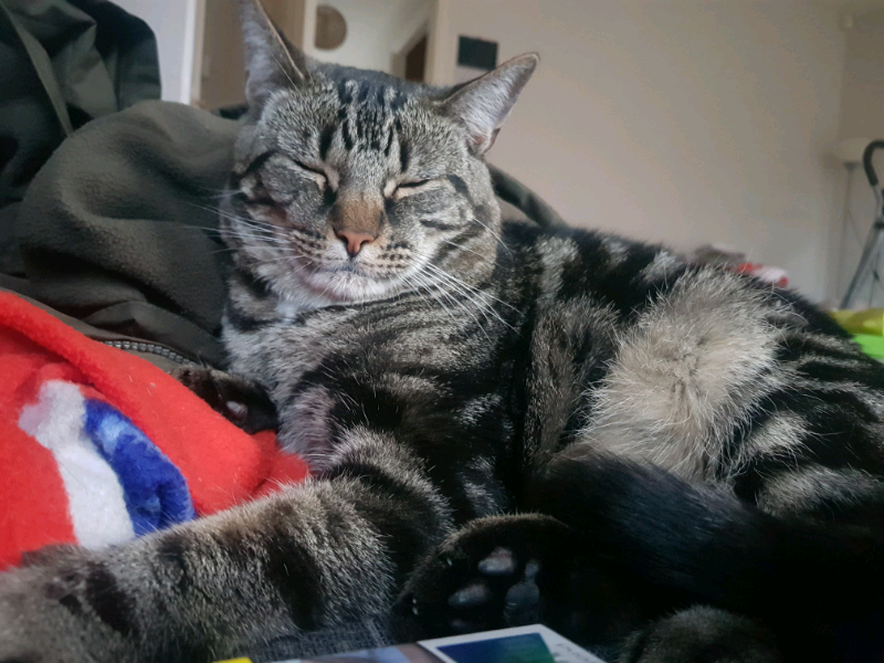 2 Year Old Maine Coon Cross Bengal In St Mellons Cardiff Gumtree