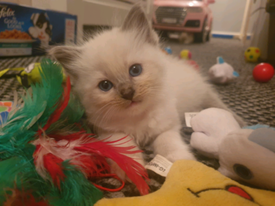 Ragdoll kittens in Scotland | Cats & Kittens for Sale - Gumtree