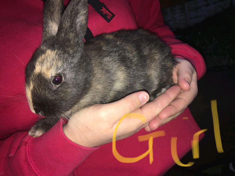 Harlequin baby rabbit for sale in Lincoln, Lincolnshire Gumtree