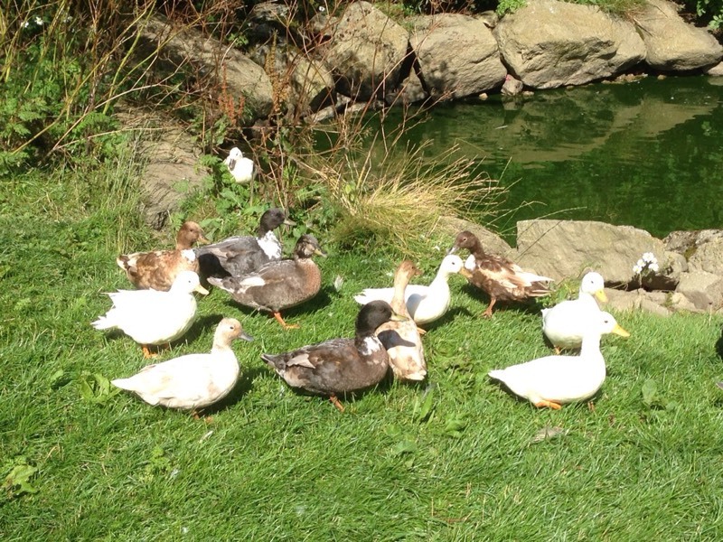 Call Ducks for sale | in Alford, Aberdeenshire | Gumtree