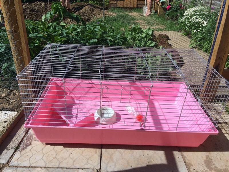 Indoor Rabbit/Guinea Pig Cage Pink in Truro, Cornwall Gumtree