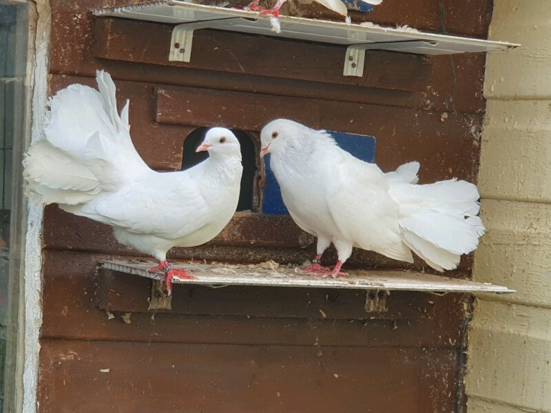 White Fantail Pigeons in Banff, Aberdeenshire Gumtree