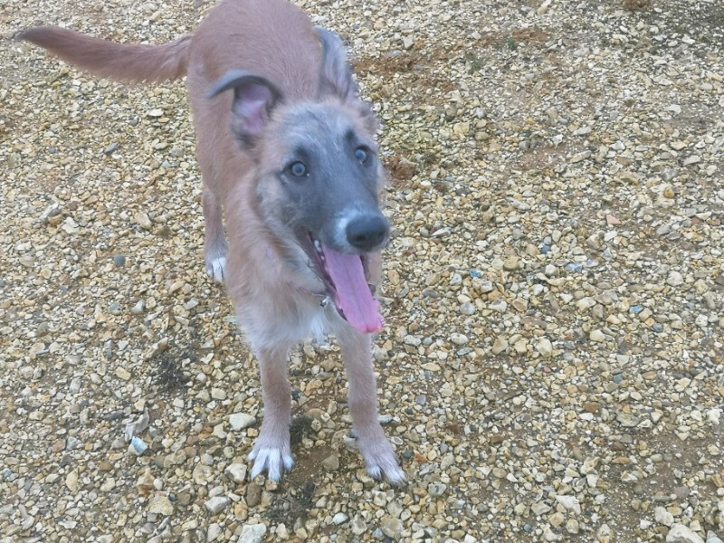 Bedlington Whippet Collie Cross In New Milton Hampshire Gumtree